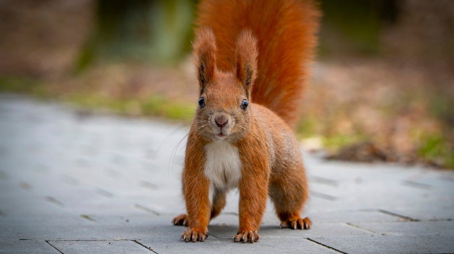 A close-up shot of a red squirrel with a fluffy tail stands on a paved surface, looking directly at the camera. Its fur is a warm reddish-brown, with a white chest. The background is softly blurred, showing hints of green and brown foliage.