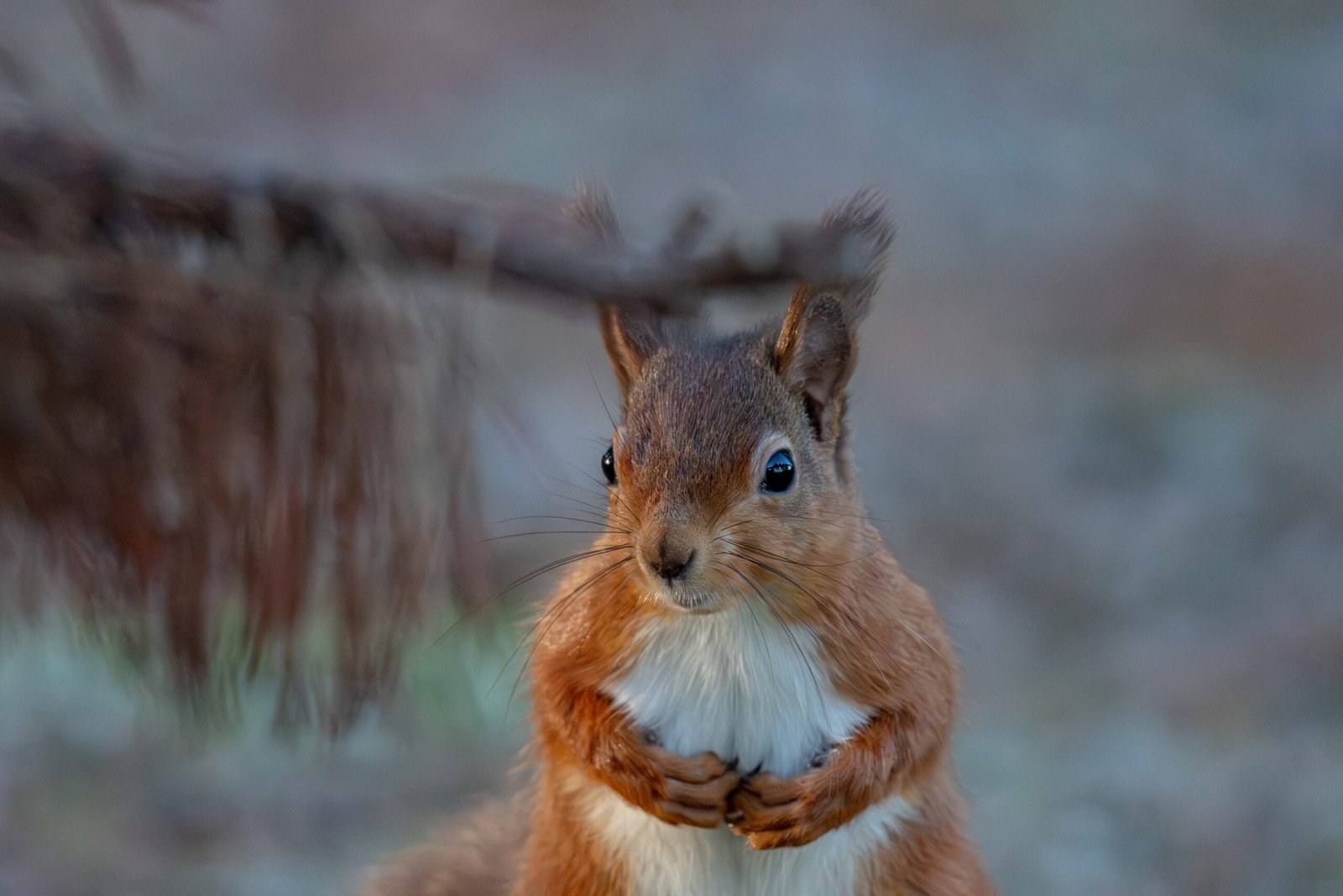 red squirrel in woodland