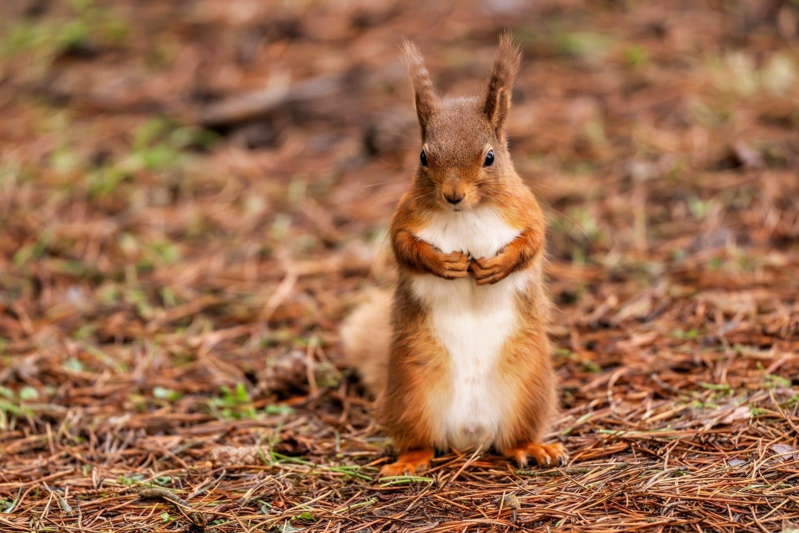 A red squirrel on the woodland floor, photographed by David Knighton